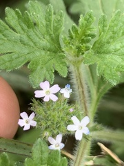 Glandularia quadrangulata