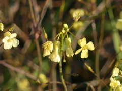 Bunias erucago
