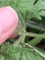 Glandularia quadrangulata
