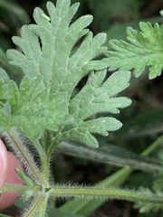 Glandularia quadrangulata