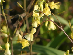 Bunias erucago
