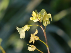 Bunias erucago