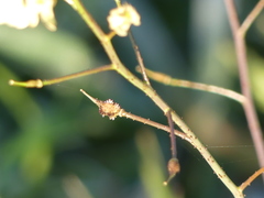 Bunias erucago
