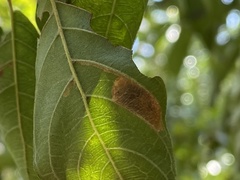 Leucoptera guettardella
