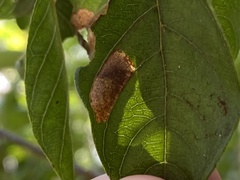 Leucoptera guettardella