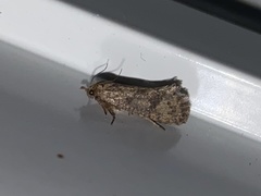 Acrolophus walsinghami