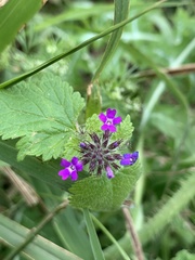 Glandularia polyantha