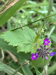 Glandularia polyantha