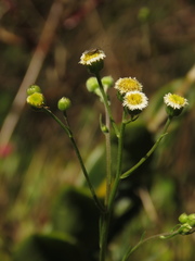 Asteraceae