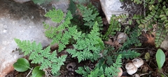 Oeosporangium
