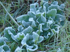 Opopanax chironium