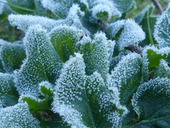 Opopanax chironium