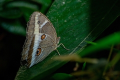 Dasyophthalma rusina