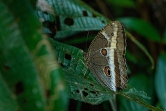 Dasyophthalma rusina