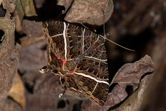 Coronidia canace