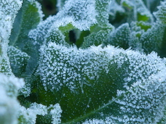 Opopanax chironium