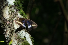 Dasyophthalma rusina