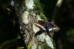 Dasyophthalma rusina