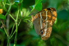 Opoptera syme