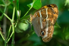 Opoptera syme