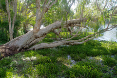 Melaleuca fluviatilis