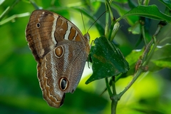 Opoptera syme