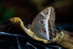 Dasyophthalma rusina