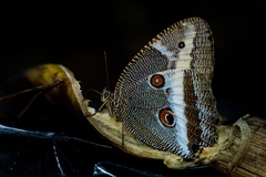 Dasyophthalma rusina