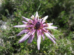 Tragopogon eriospermus