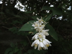 Deutzia crenata