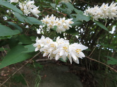 Deutzia crenata