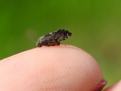 Myopsocidae