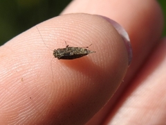 Myopsocidae