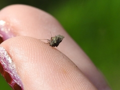 Myopsocidae