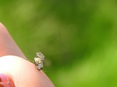 Myopsocidae