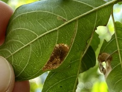 Leucoptera guettardella