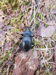 Carabus glabratus