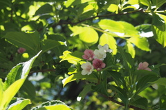 Weigela coraeensis