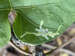 Calycomyza ipomaeae