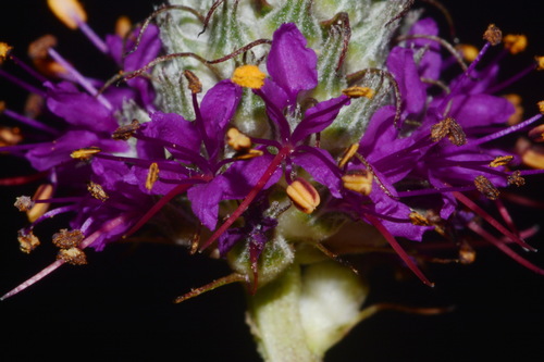 Image of Dalea cahaba by (c) Brian Finzel, some rights reserved (CC BY-SA)