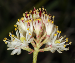 Triantha occidentalis occidentalis