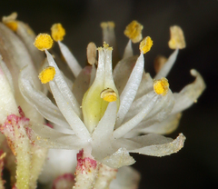 Triantha occidentalis occidentalis