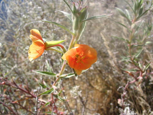 Image of Oenothera versicolor by (c) cstobie, some rights reserved (CC BY)