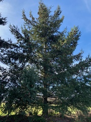 Pseudotsuga menziesii