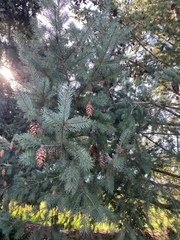 Pseudotsuga menziesii