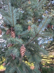 Pseudotsuga menziesii