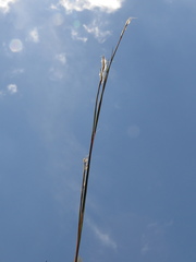 Andropogon leucostachyus