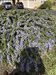 Ceanothus gloriosus