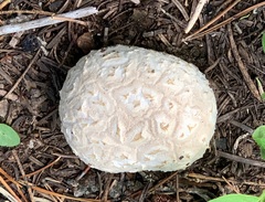 Calbovista subsculpta