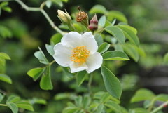 Rosa soulieana